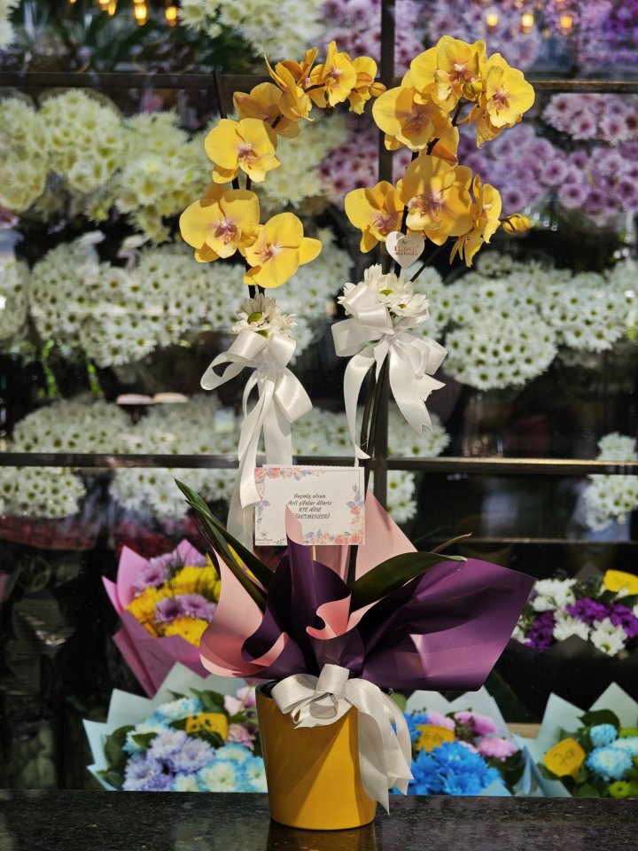 Çift Dallı Sarı Orkide Çiçeği