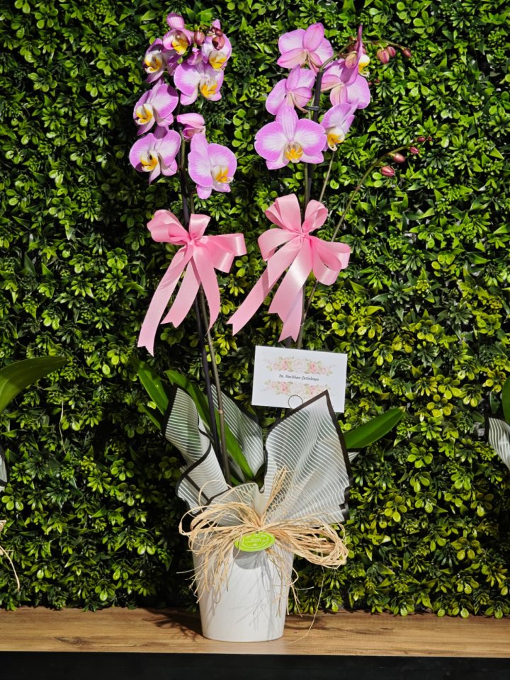 Çift Dal Pembe Orkide