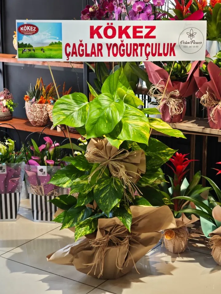 Patos Sarmaşığı Büyük Boy