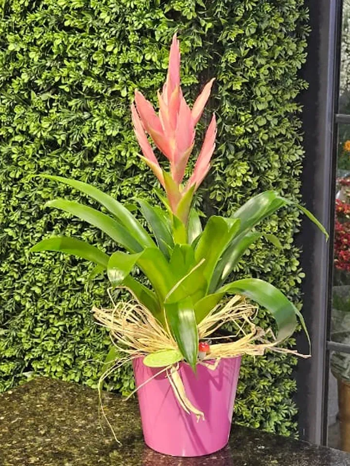 Pembe Viresia Saksı Çiçeği