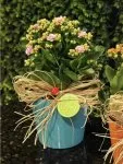 Çiçekçi - Seramik Vazoda Kalanchoe (Kalanşiyo)