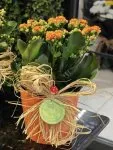 Çiçekçi - Seramik Vazoda Kalanchoe (Kalanşiyo)