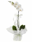 Çiçekçi - Tek Dallı Beyaz Orkide