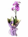 Çiçekçi - Tek Dallı Mor Orkide