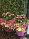 Çiçekçi - Seramik Vazoda Kalanchoe (Kalanşiyo)