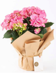 Çiçekçi - Saksıda Ortanca Çiçeği