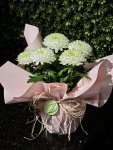 Çiçekçi - Chrysanthemum morifolium Anastasya Saksı Çiçeği