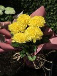Çiçekçi - Chrysanthemum morifolium Anastasya Saksı Çiçeği