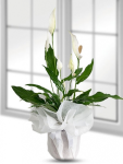 Çiçekçi - Spatifilyum Saksı Çiçeği Küçük Boy